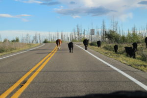Kuhherde auf den Straßen Arizonas