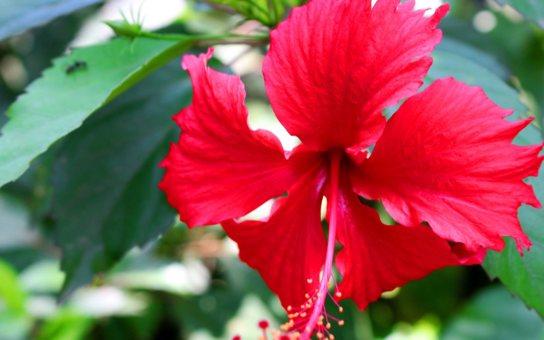 Flora, Fauna und Fun Facts