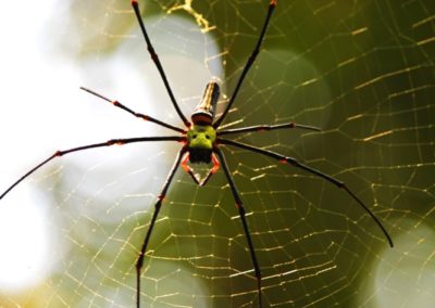 Gruselspinne in größer