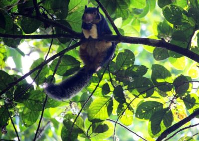 "Rieseneichhörnchen"