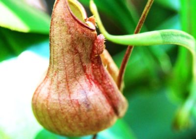 Pitchers Plant