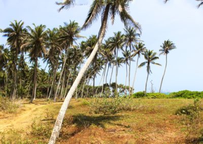 Palmen am Rekawa Beach