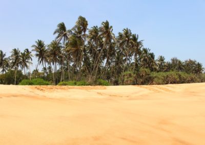 Palmen am Rekawa Beach