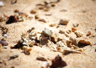 Mini-Krebs im Sand