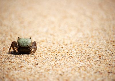 Mini-Krebs im Sand