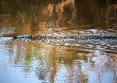 Krokodil im Wasser