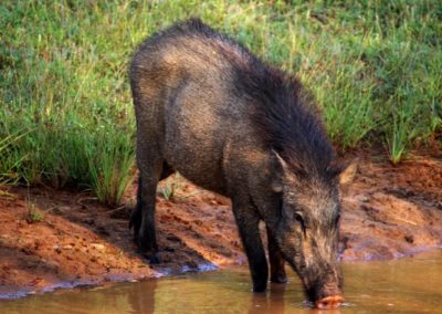 Wildschwein am Wasser