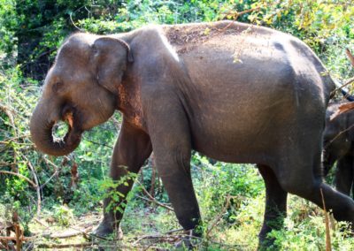Elefantenfrühstück