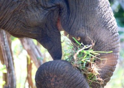 Elefantenfrühstück