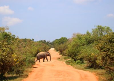 Elefant kreuzt den Weg