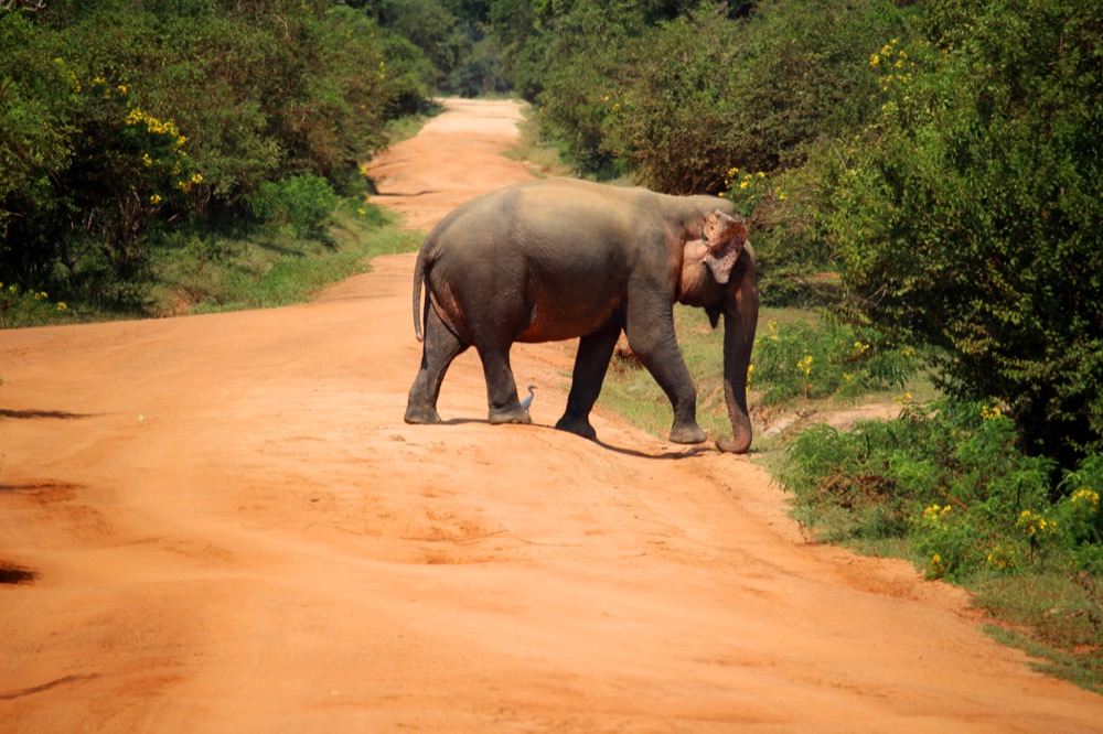 Safari zu Land und auf See