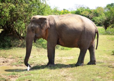 Elefant und sein kleiner Freund