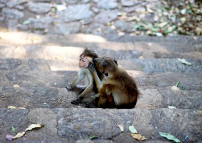Affen am Tempel