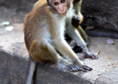 Affen am Tempel