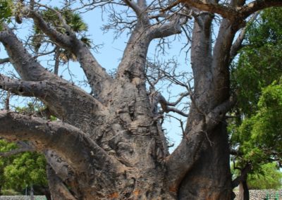 Baobab-Tree