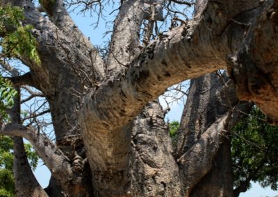 Baobab-Tree