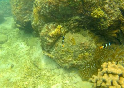 Erkundung der Unterwasserwelt